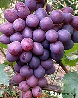 Variété de raisins "Nizina"
