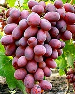 Varietà d'uva "Sensation"