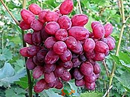Variedad de uva "Sofía"