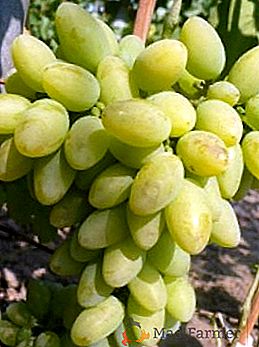 Różnorodność winogron "Timur"