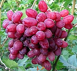 Varietà d'uva "Veles"