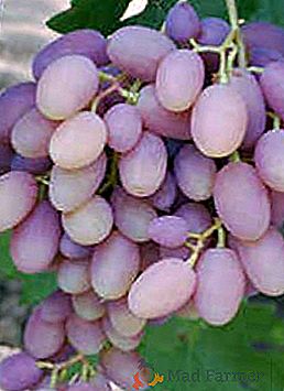 Variedade de uvas "Victor"