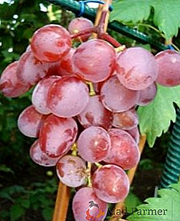 Różnorodność winogron "Victoria"