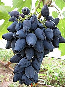Сорт винограду "Вікінг"
