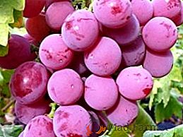 Variedade de uvas "Vodogray"