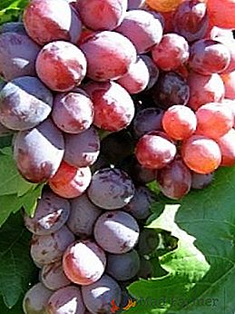 Variedad de uvas "Volzhsky"