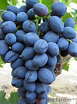 Variedade de uvas "Zabava"