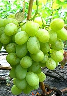 Variedade de uvas "Valek"
