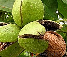 Les propriétés curatives des coquilles de noix