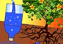 Les secrets de l'irrigation goutte à goutte à partir de bouteilles en plastique avec vos propres mains