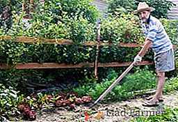 Cómo usar correctamente la parte superior plana de Fokine en el jardín