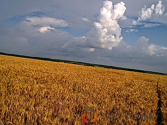 Brasil vai começar a comprar trigo russo