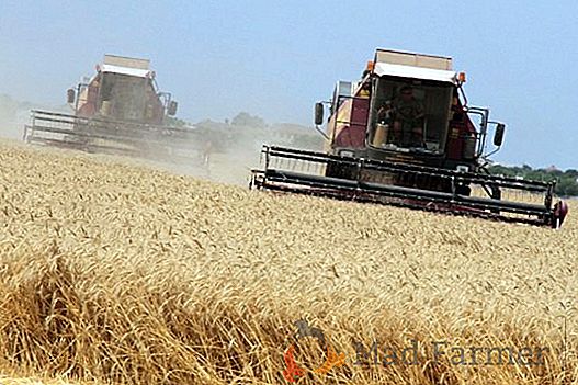 Índia pode se tornar recordista da coleção de trigo