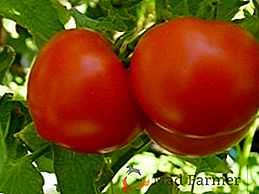Varietà di pomodori per terra aperta
