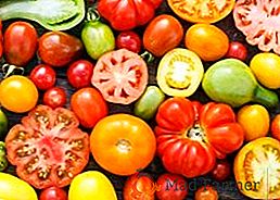 Pomidory dla regionu Leningradu: opisy najlepszych odmian