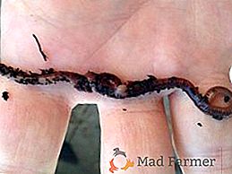 L'uso e l'allevamento di vermi californiani