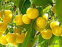 Plantamos una cereza amarilla en nuestro jardín. Características de variedades y cuidado