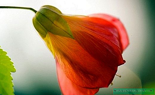 Abutilon - cvetoči notranji javor
