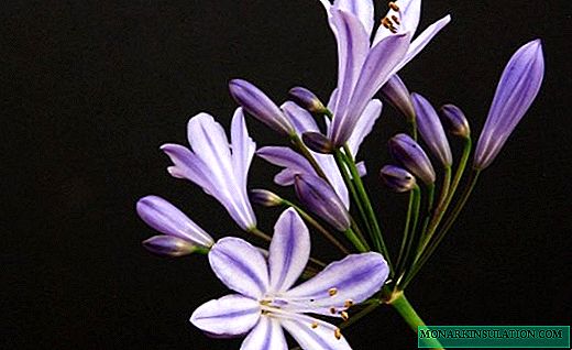 Agapanthus - Vakker afrikansk lilje