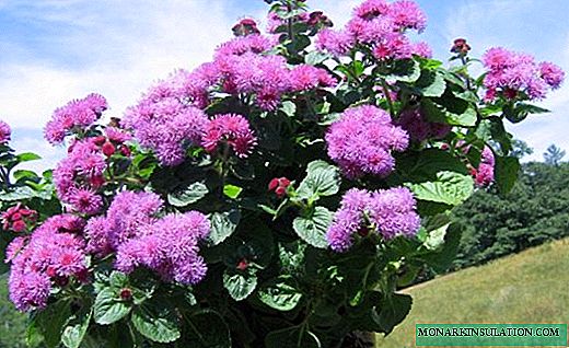 Агератум - пухнасті ароматні квіти