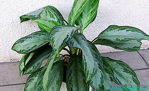 Aglaonema - beautiful woman with bright leaves