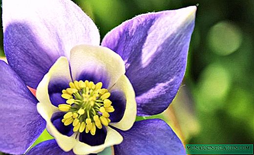 オダマキ-驚くほどの美しさの花