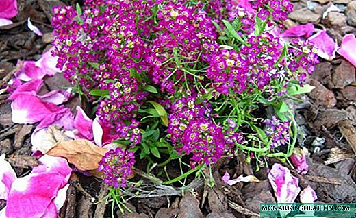 Alyssum - Regenbogenteppich für den Garten