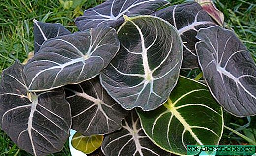 Alocasia - une plante exquise avec de grandes feuilles