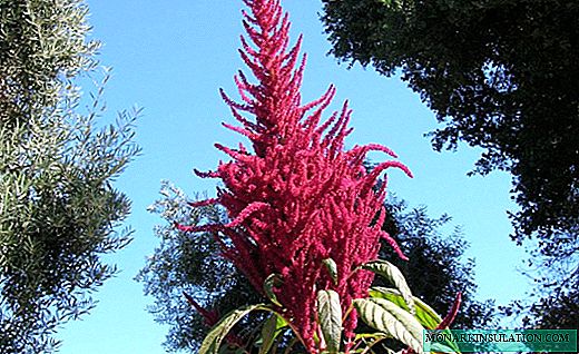 Amaranth - eine nahrhafte und heilende Pflanze