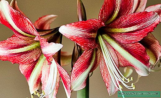 Amaryllis - un bouquet aux couleurs pastel