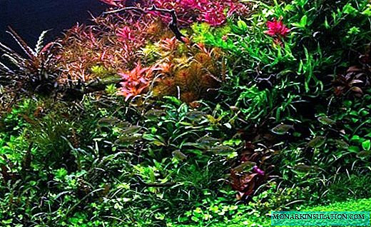 Ammania - folhas coloridas na água