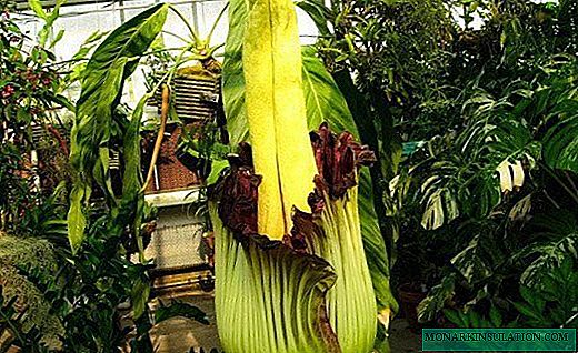 Amorphophallus - a beautiful flower with a terrible aroma