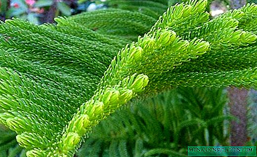 Araucaria - bradul moale de Crăciun interior