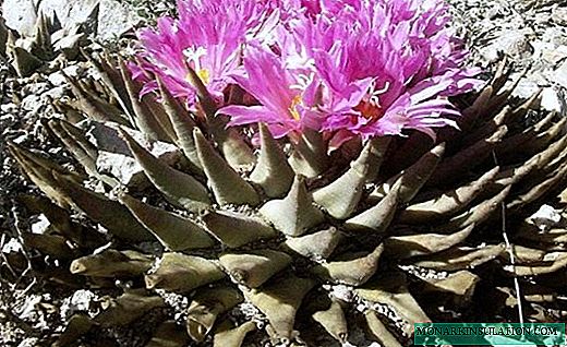 Ariocarpus - cactus fantezist fără nevoie, cu culori vii