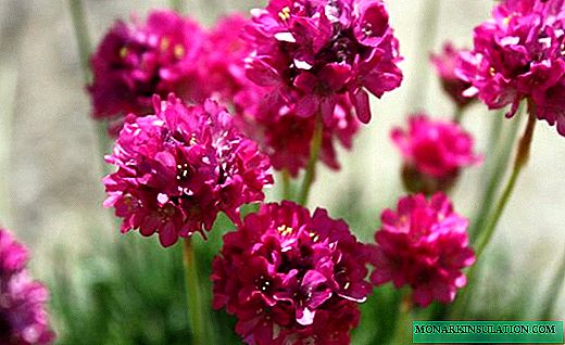 Armeria - mountain grass with bright inflorescences
