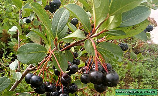Chokeberry - um arbusto alastrando com bagas medicinais