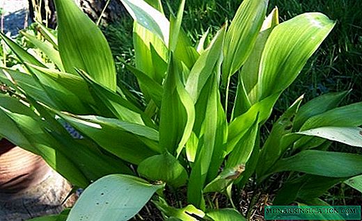 Aspidistra is a friendly green family