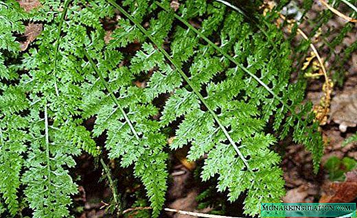 Asplenium - an unusual and delicate fern