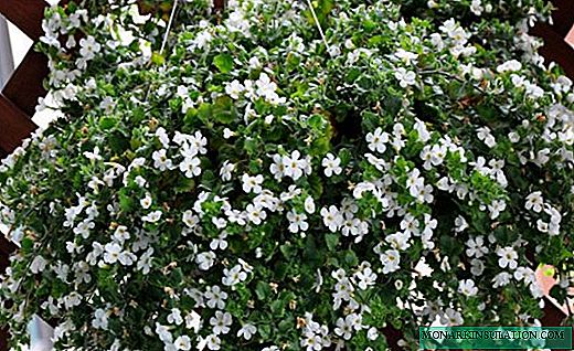 Bacopa - a charming flowering plant for pots