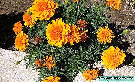 Marigolds - fragrant sunny flowers