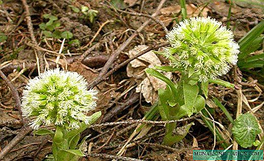 Butterbur - the charm of large relief leaves