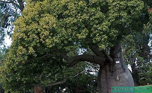 Brachychiton - pohon bonsai yang menawan
