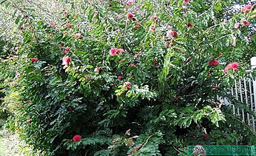Brainia: un arbusto en miniatura con hojas coloridas