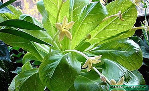 Brigamia: hermosa suculenta con colores increíbles