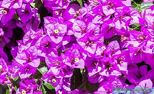 Bougainvilliers - fleurs du jardin tropical