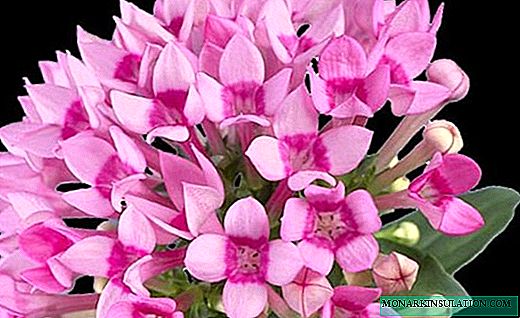 Bouvardia - aknalaual lillede ilutulestik