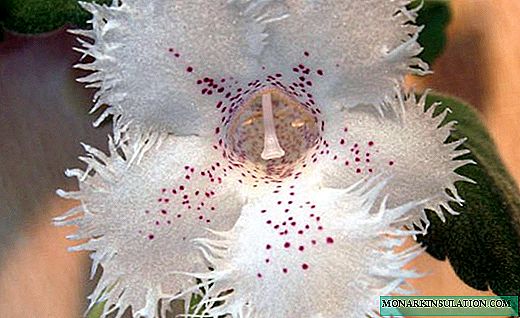 Charmante Alsobia - eine anmutige Dekoration von hängenden Pflanzgefäßen