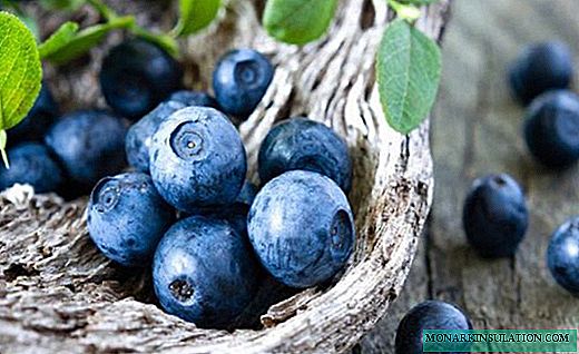 Blueberries - compact bushes with a sharp-eyed berry