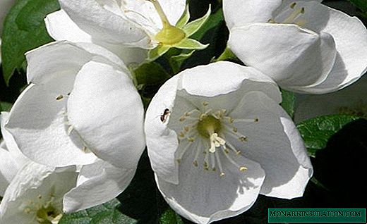 Chubushnik - jardim de jasmim perfumado