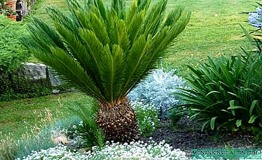 Tsikas - uma palmeira exuberante com uma flor incomum